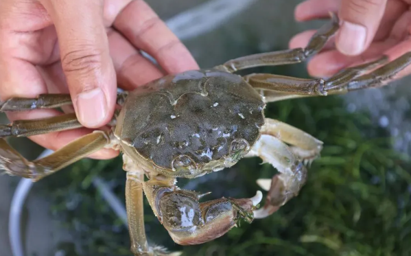 拉斯维加斯娱乐城