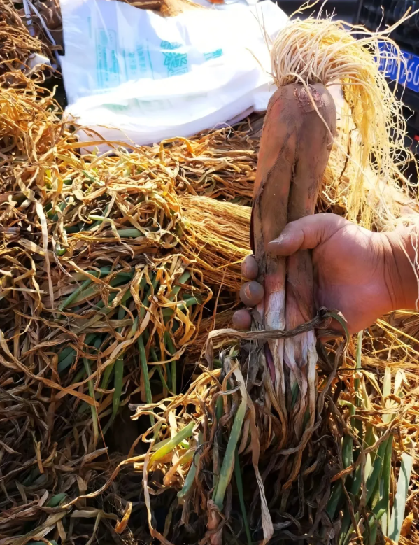 拉斯维加斯娱乐城