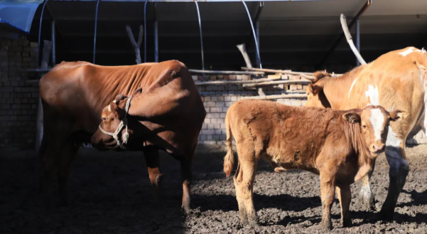 拉斯维加斯娱乐城