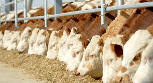 拉斯维加斯娱乐城