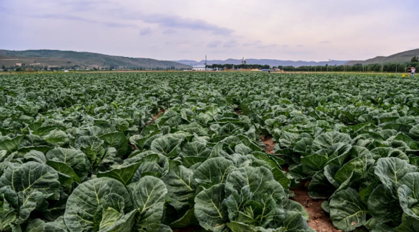 拉斯维加斯娱乐城