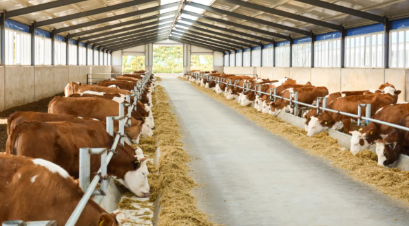 拉斯维加斯娱乐城