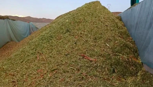 拉斯维加斯娱乐城