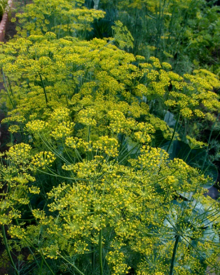 拉斯维加斯娱乐城