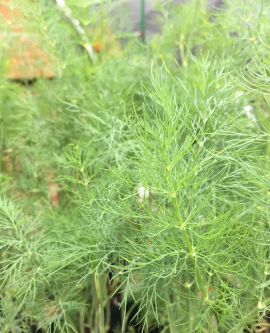 拉斯维加斯娱乐城