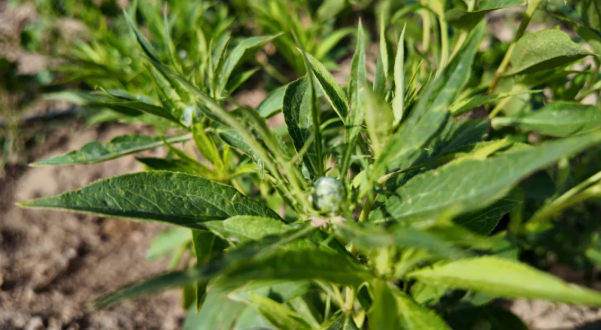 拉斯维加斯娱乐城