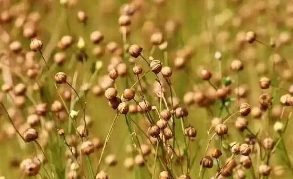 拉斯维加斯娱乐城