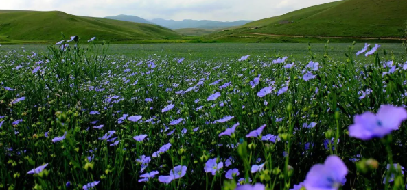 拉斯维加斯娱乐城