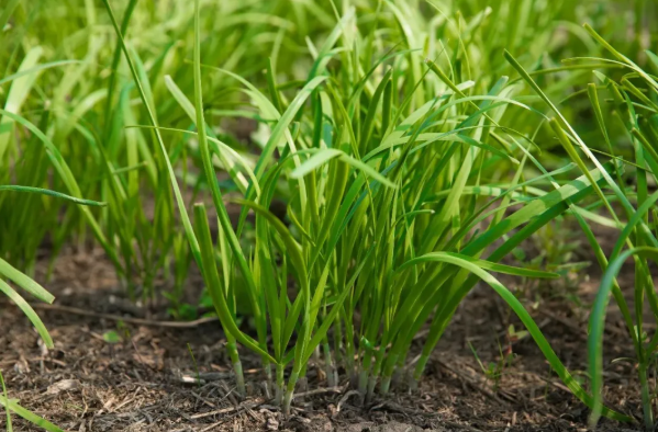 拉斯维加斯娱乐城