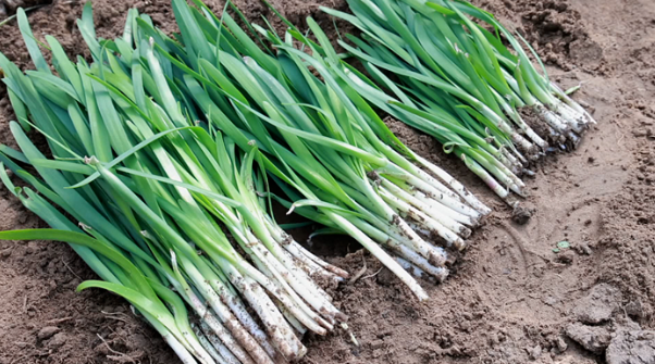 拉斯维加斯娱乐城