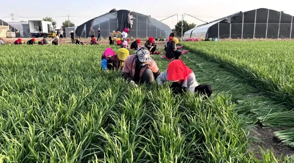 拉斯维加斯娱乐城