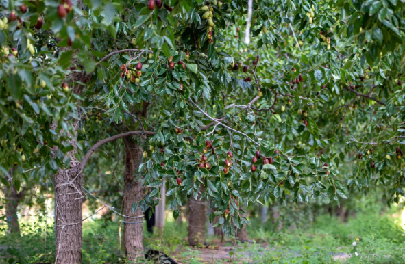 拉斯维加斯娱乐城