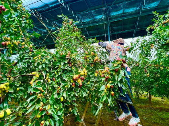 拉斯维加斯娱乐城