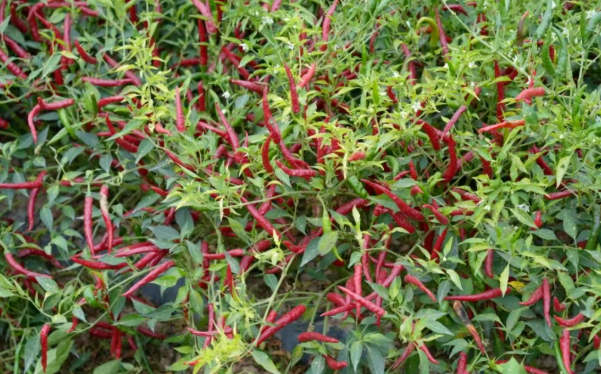 拉斯维加斯娱乐城