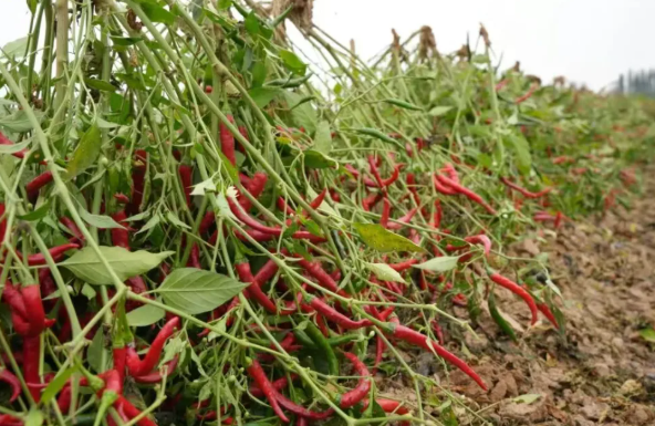 拉斯维加斯娱乐城