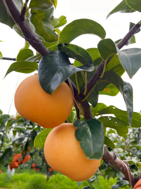 拉斯维加斯娱乐城