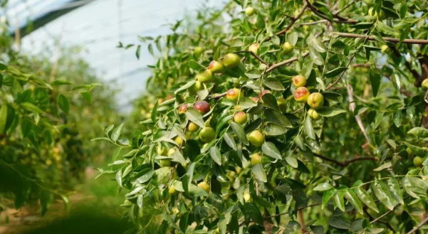 拉斯维加斯娱乐城