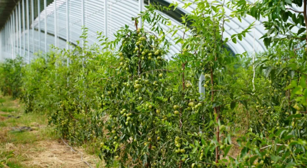 拉斯维加斯娱乐城