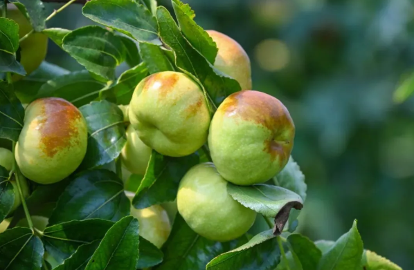 拉斯维加斯娱乐城